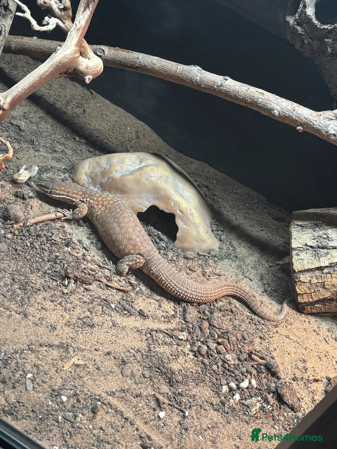 Monitor reptiles for sale: Aki monitor setup - Advert 1