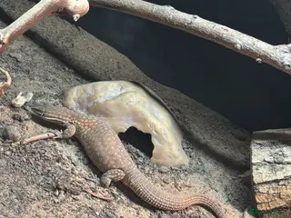 Monitor reptiles Aki monitor setup - Advert 16