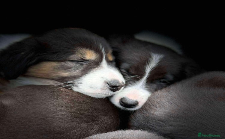 Border Collie dogs - Advert 1