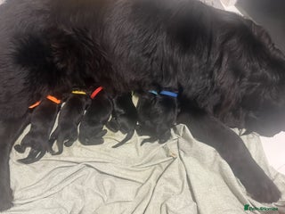 Newfoundland dogs Stunning Newfoundland Puppies Kc Reg 🐾 - Advert 4