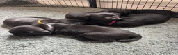 Labrador Retriever dogs for sale: KC-registered black Lab pups need forever home - Advert 8