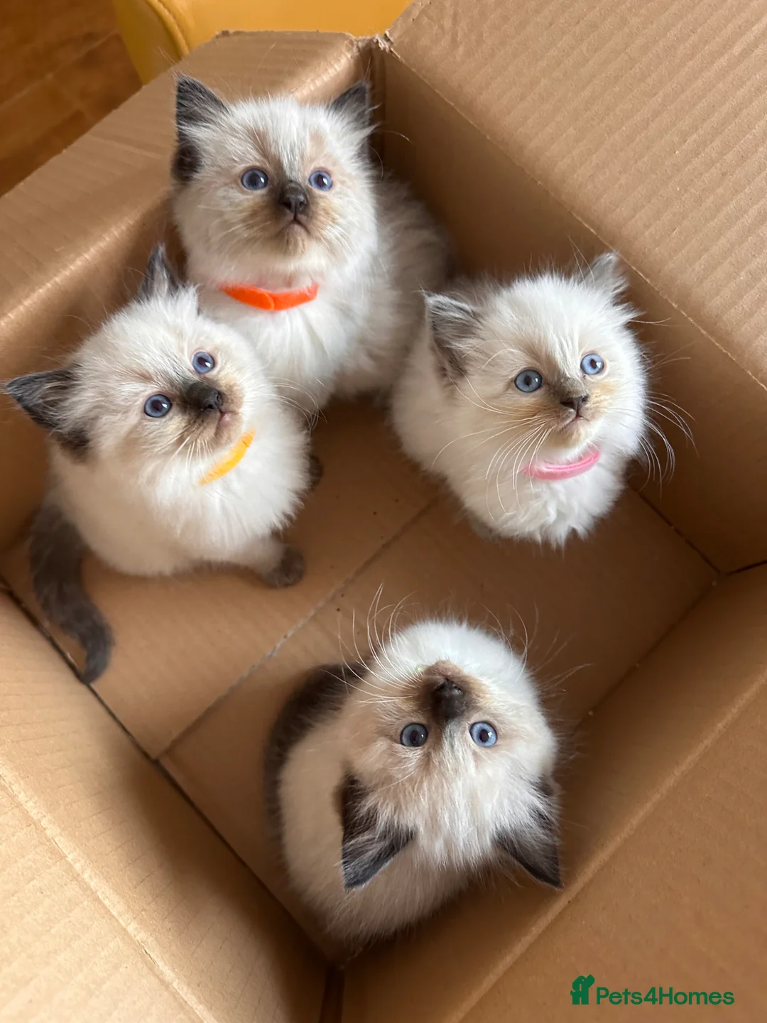 Ragdoll cats for sale: 🍀Happy purebred Ragdoll kittens🍀 Available NOW - Advert 1