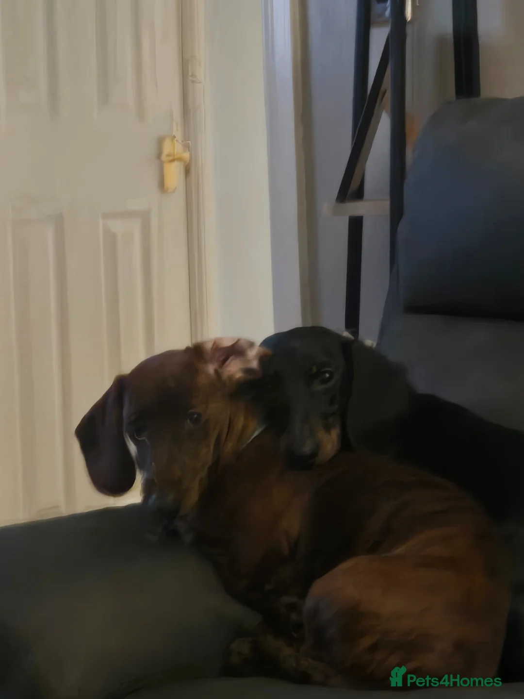 Dachshund dogs for sale: miniature dachshund / standard dachshund  in Norwich - Advert 4