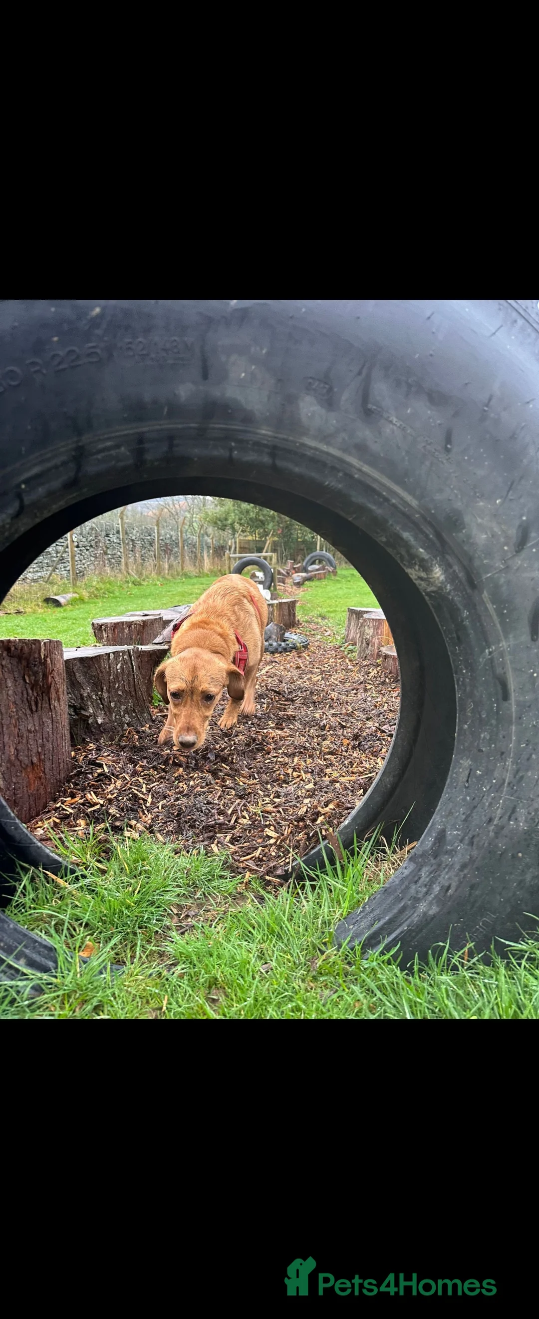 Labrador Retriever dogs for sale: Fox red labrador - Advert 3