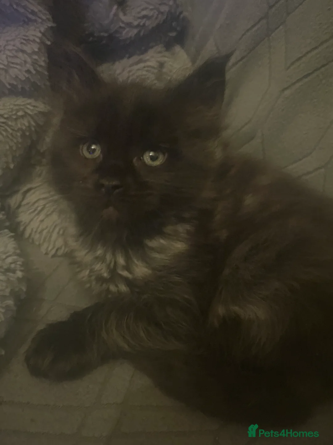 Maine Coon cats for sale: Maine coon kittens for sale ready now - Advert 8