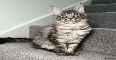 Maine Coon cats - Advert 2