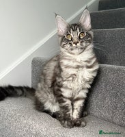 Maine Coon cats - Advert 2