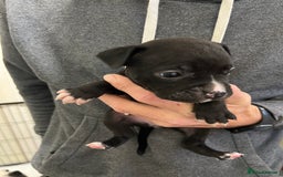 Mixed Breed dogs for sale: 3 Beautiful puppies looking for forever homes. - Advert 19