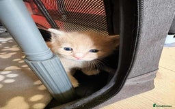 Mixed Breed cats for sale: kittens for sale  - Image 5