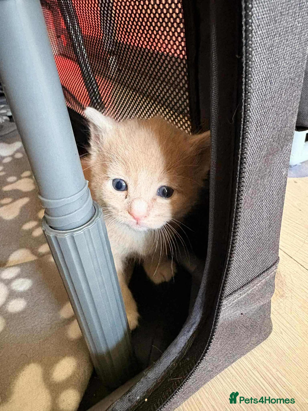Mixed Breed cats for sale: kittens for sale  - Image 5