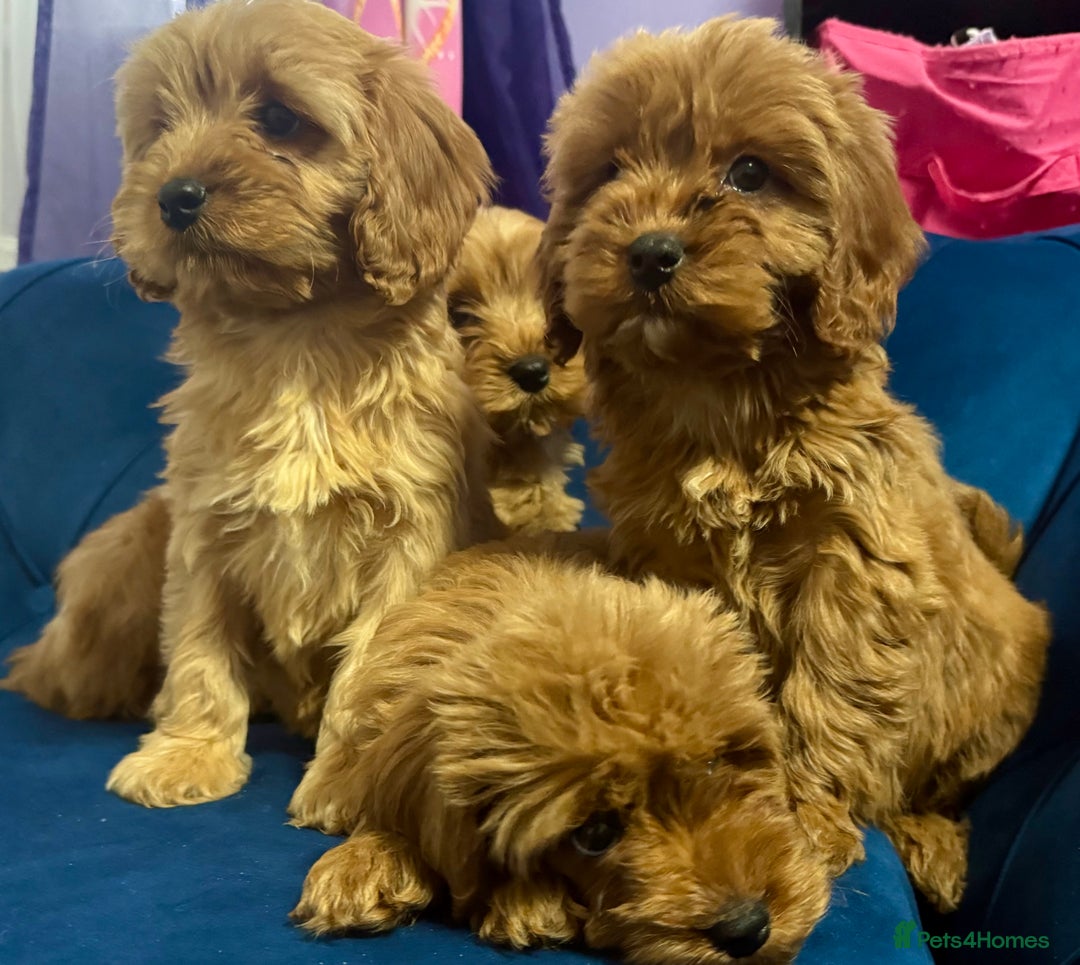 Cavapoo dogs for sale: Ready to go🏡 ONLY girls !  - Image 11