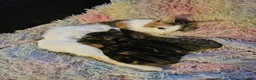 Mixed Breed cats for sale: 2 male and 2 femail kittens  - Advert 1