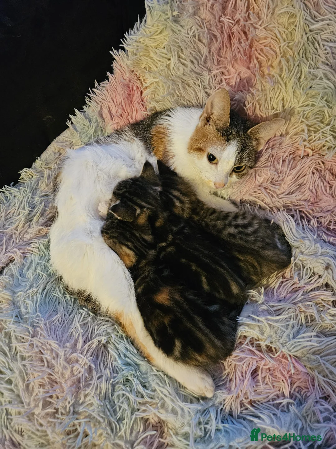 Mixed Breed cats for sale: 2 male and 2 femail kittens  - Advert 1