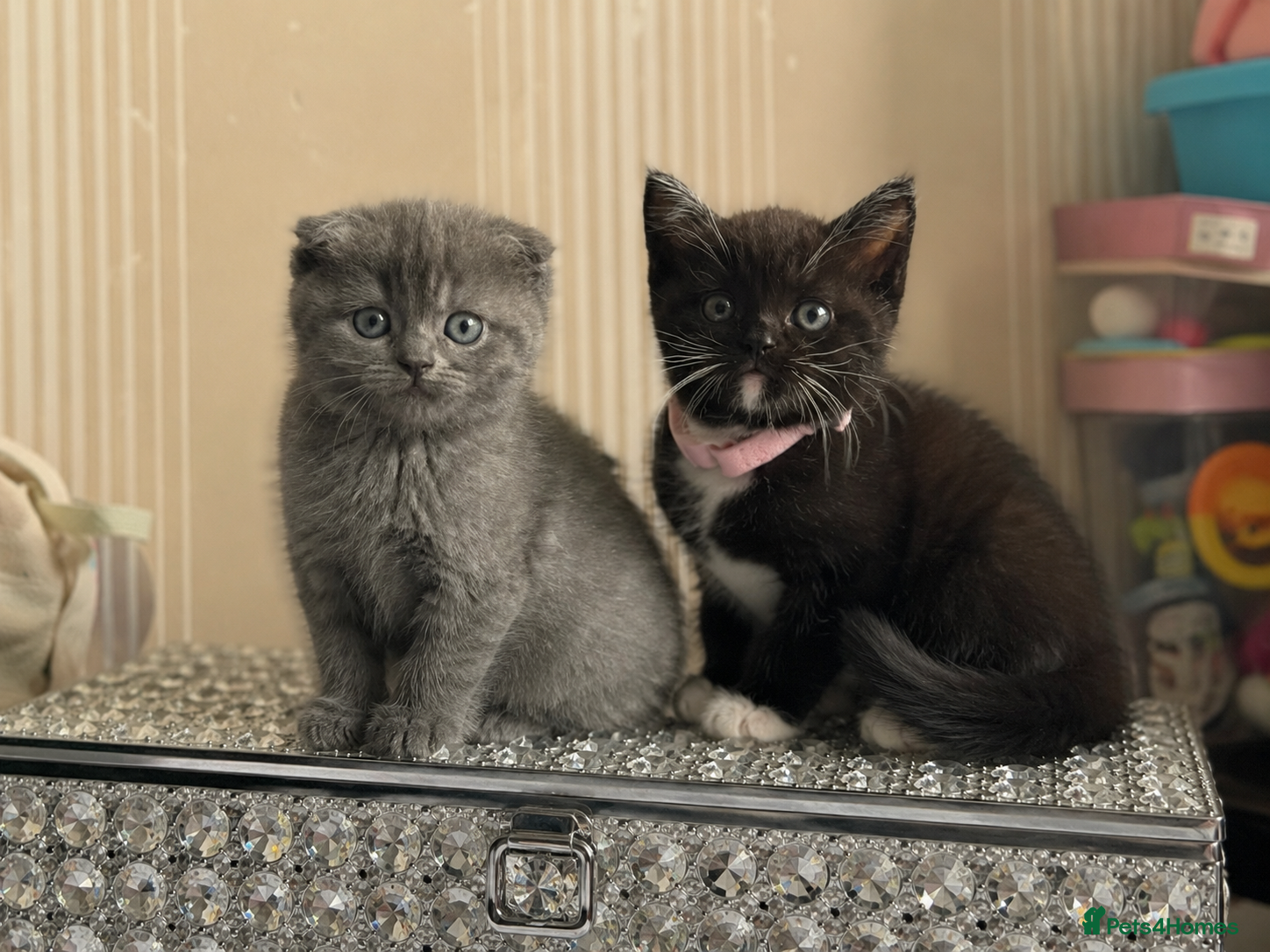 Scottish Fold cats ScottishFold and BSH kittens  - Advert 2