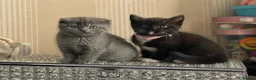Scottish Fold cats for sale: ScottishFold and BSH kittens  - Advert 5