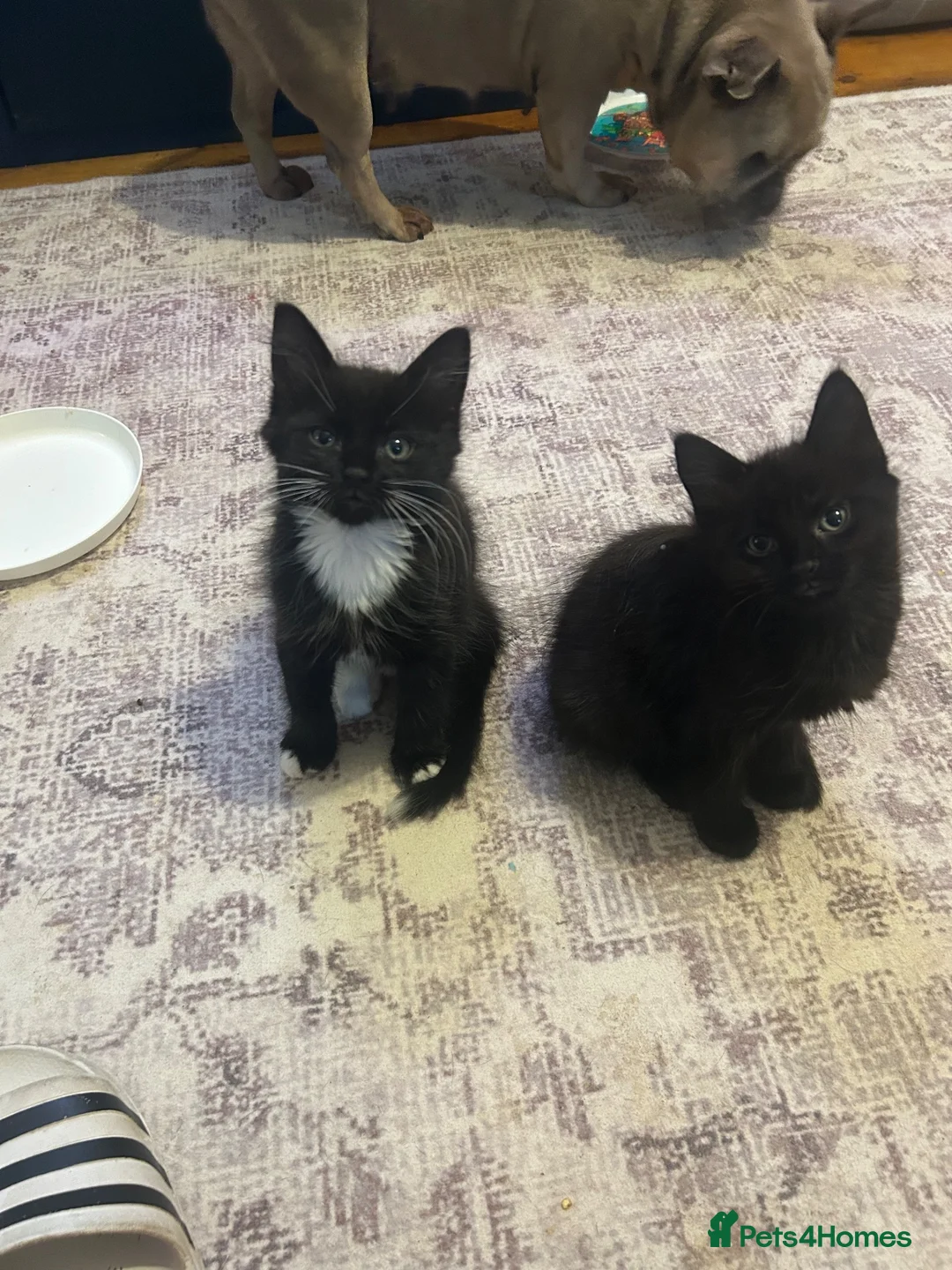 Mixed Breed cats for sale: 2 male kittens ready for new home  in Coulsdon - Advert 2