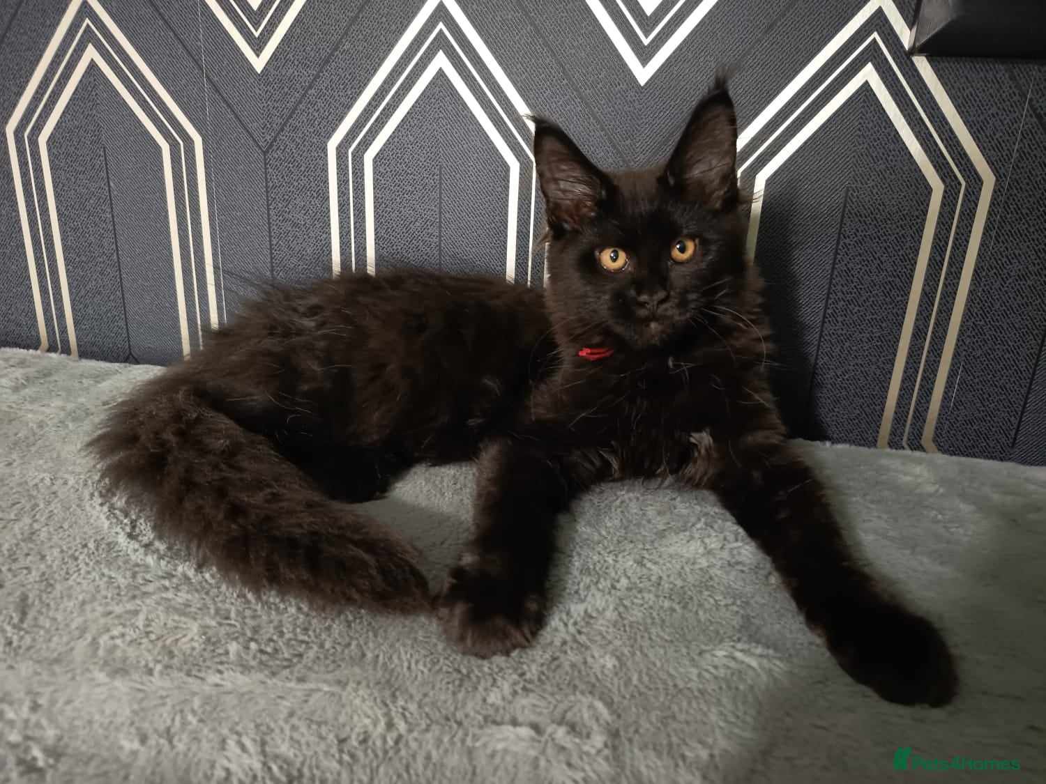 Maine Coon cats READY SOON Beautiful Maine coon babies  - Advert 2