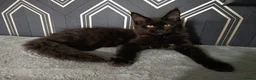 Maine Coon cats for sale: READY SOON Beautiful Maine coon babies  - Advert 17