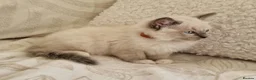 Ragdoll cats for sale: Adorable Ragdoll Kittens Looking For A New Home - Advert 20