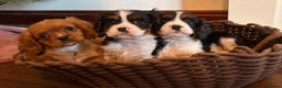 Cavalier King Charles Spaniel dogs for sale: Gorgeous Cavalier King Charles Spaniel Boys - Advert 13