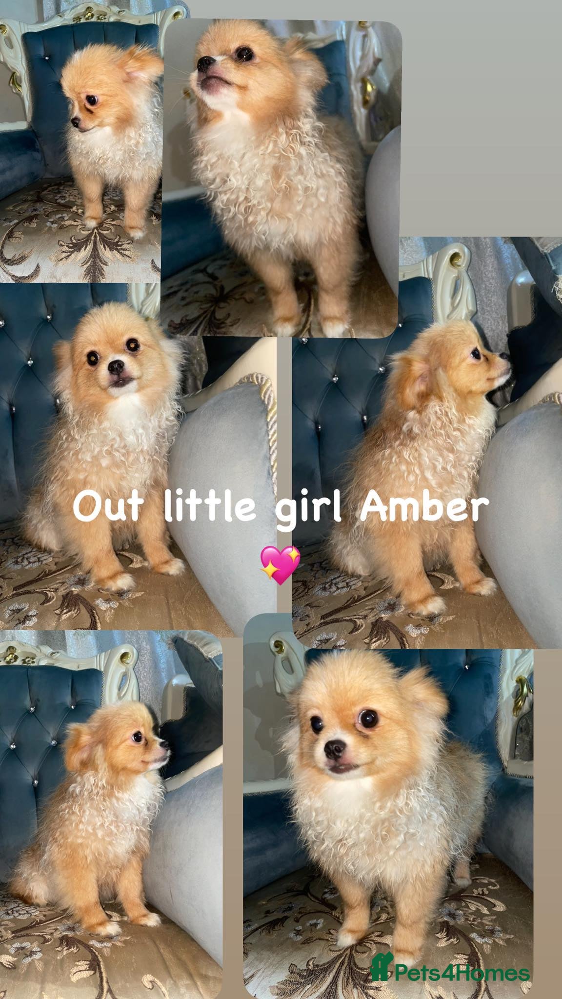 Pomeranian dogs ALIK  - Advert 3