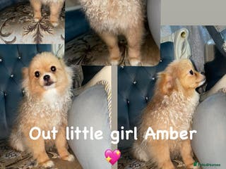 Pomeranian dogs ALIK - Advert 6