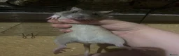 Rat rodents for sale: Loving home wanted  in Jedburgh - Advert 4