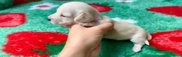 Miniature Dachshund dogs for sale: KC CLR Long Hair Cream Mini Dachshunds - Advert 4