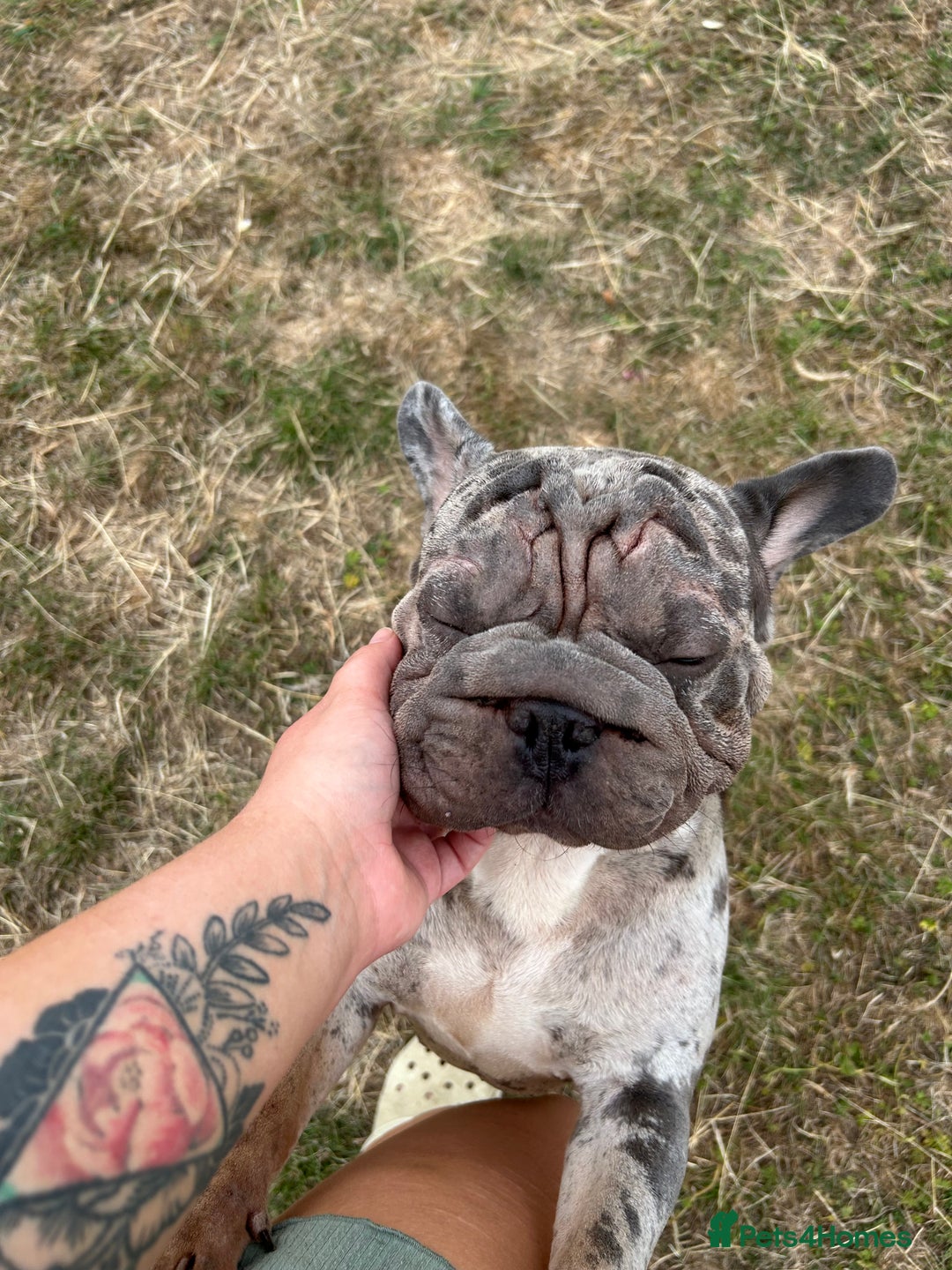 French Bulldog dogs for sale: Mabel, Merle ** French bull dog - Image 5