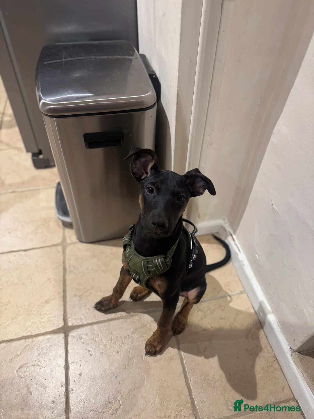 Mixed Breed dogs for sale: 5 month Doberman × Dutch Shepherd female available in Tetbury - Advert 8