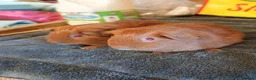 Guinea Pig rodents for sale: Guinea pigs  - Advert 2