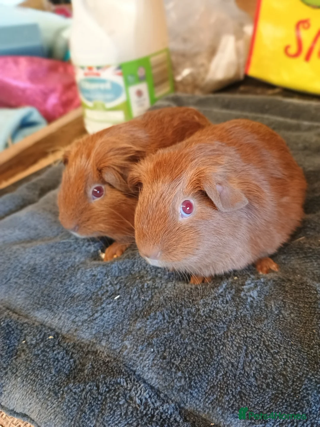 Guinea Pig rodents for sale: Guinea pigs  - Advert 2