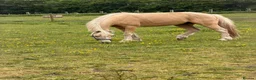 Arabian horse horses for sale: Gorgeous Gucci  in Wolverhampton - Advert 8