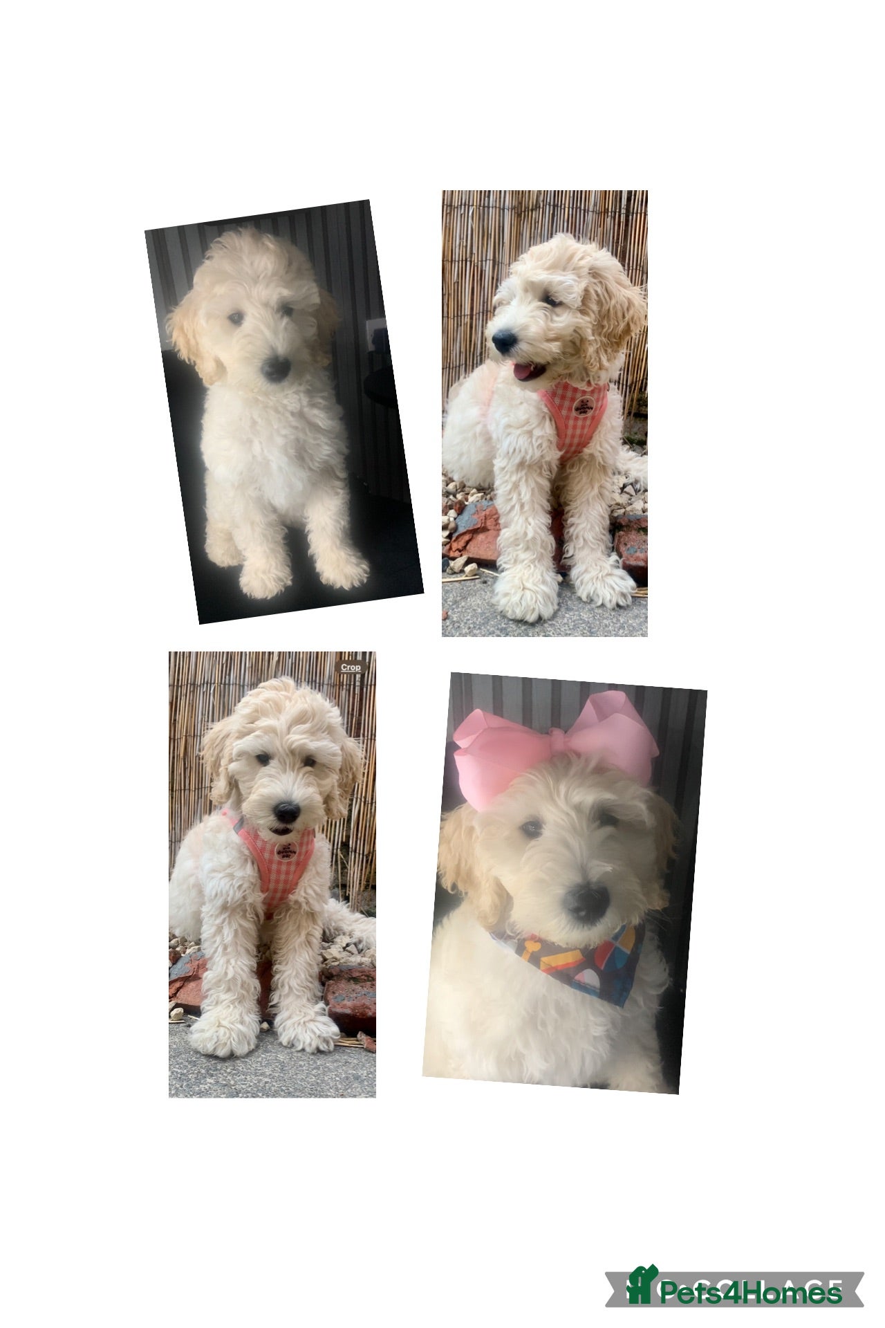 Double Doodle dogs Labradoodle  - Advert 14