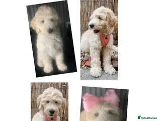 Double Doodle dogs Labradoodle - Advert 14