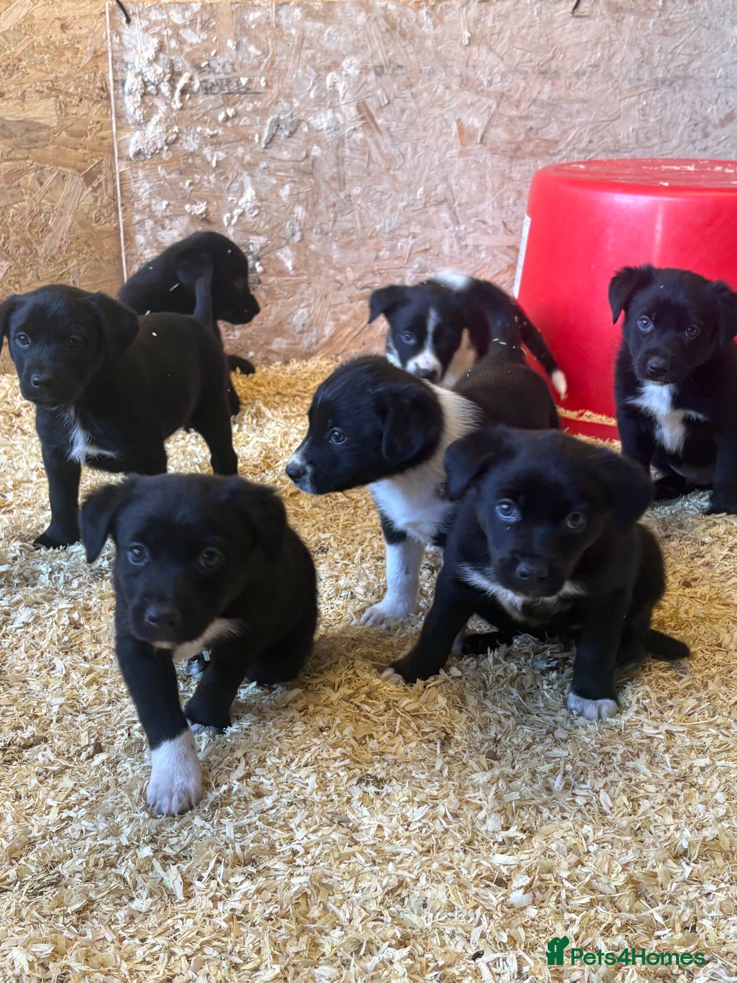 Mixed Breed dogs Working puppy for sale  - Advert 8
