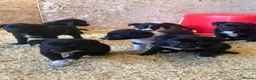 Mixed Breed dogs for sale: Working puppy for sale  - Advert 1