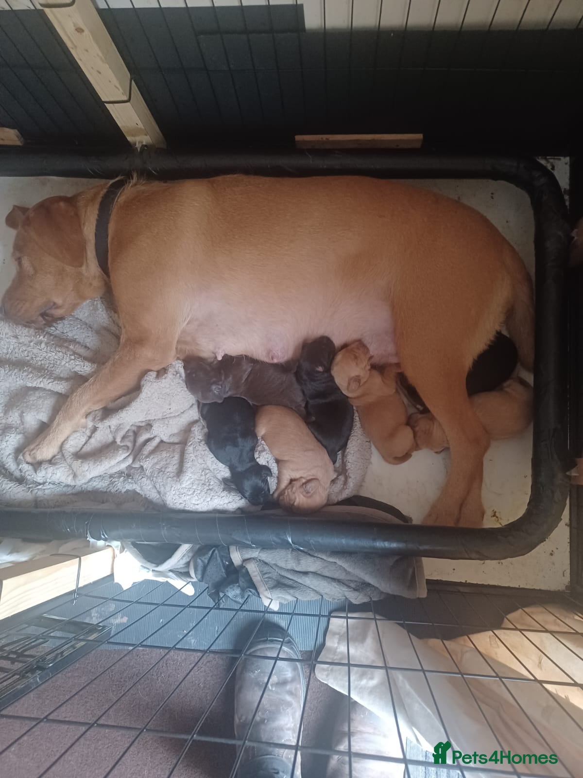 Mixed Breed dogs Gorgeous litter of pointerdor/sprocker puppies. - Advert 2