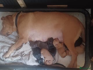 Mixed Breed dogs Gorgeous litter of pointerdor/sprocker puppies. - Advert 2