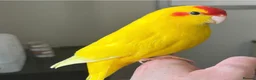 Parrots birds for sale: Kakariki parrot  in Middlesbrough - Advert 1