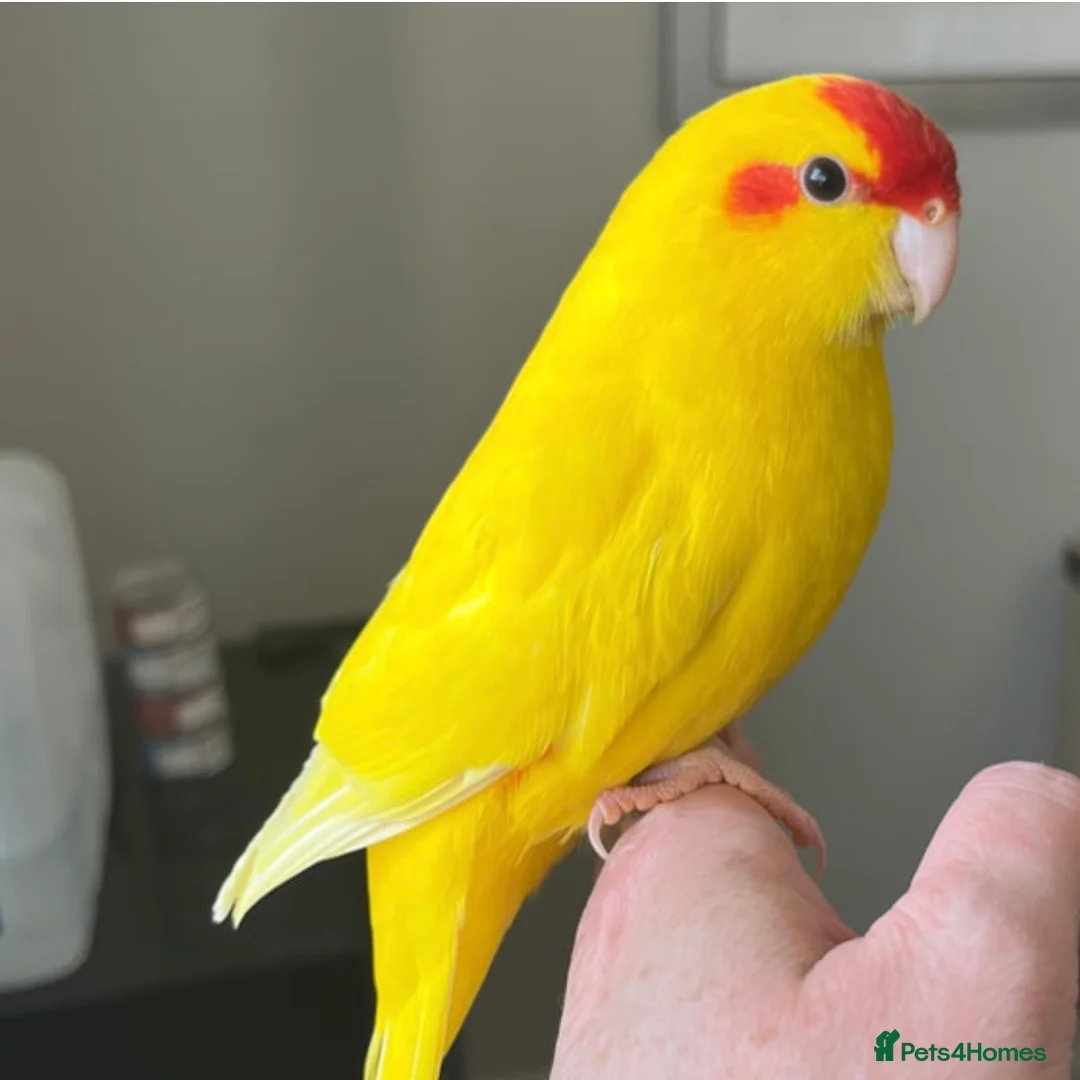 Parrots birds for sale: Kakariki parrot  in Middlesbrough - Advert 1