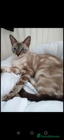 Bengal cats - Advert 16