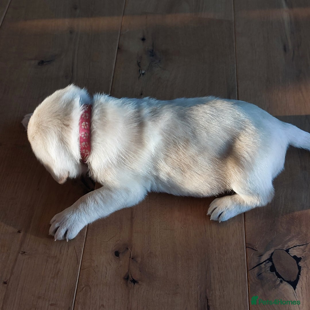 Labrador Retriever dogs for sale: Coco’s Labrador Puppies Seeking Loving Homes - Advert 32