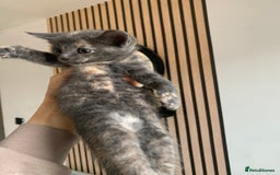 Mixed Breed cats for sale: 5 beautiful mixed British short hair  ✨ - Image 2