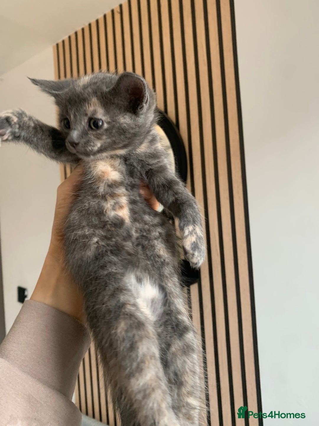 Mixed Breed cats for sale: 5 beautiful mixed British short hair  ✨ - Image 2