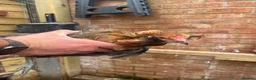 Mixed Breed poultry for sale: Rumpless Arucana Hen Polish, Brahma, silkie chicks - Advert 4