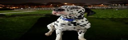 Dalmatian dogs for sale: 🐾 Beautiful Dalmatian Puppies 🐶  - Advert 32
