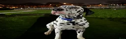 Dalmatian dogs for sale: 🐾Our Last Boy looking for forever home 🐶 💙 - Advert 27
