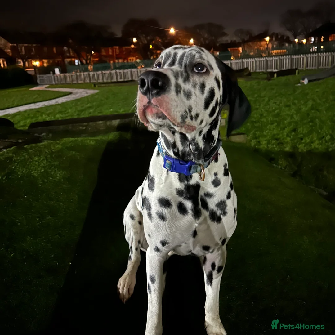 Dalmatian dogs for sale: 🐾Our Last Boy looking for forever home 🐶 💙 - Advert 27