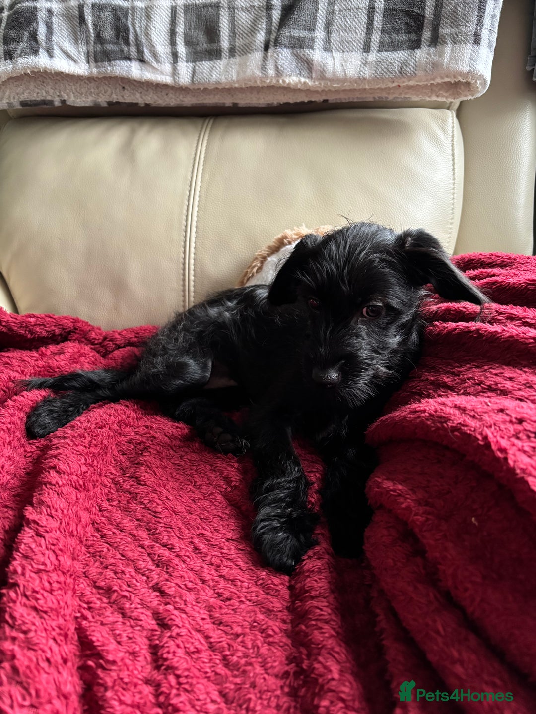 Mixed Breed dogs for sale: Bed Italian greyhound x miniature poodle  - Advert 1